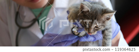 Veterinarian listens to heart of furry cat with stethoscope Veterinarian listens to heart of furry cat with stethoscope 119364625