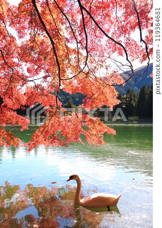 [Minami Alps] Autumn leaves and swans at Lake Inaga 119364681