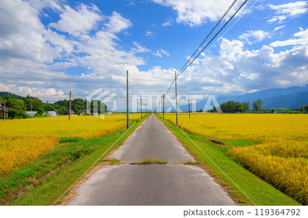 金色的稻田和筆直的鄉村道路【大町市】 金色的稻田和筆直的鄉村道路【大町市】 119364792