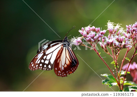 Asagi madara堅持富士Bakuma 119365173