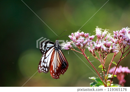 Asagi madara堅持富士Bakuma 119365176