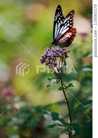 Asagi madara堅持富士Bakuma Asagi madara堅持富士Bakuma 119365179