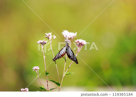 Asagi madara堅持富士Bakuma Asagi madara堅持富士Bakuma 119365184