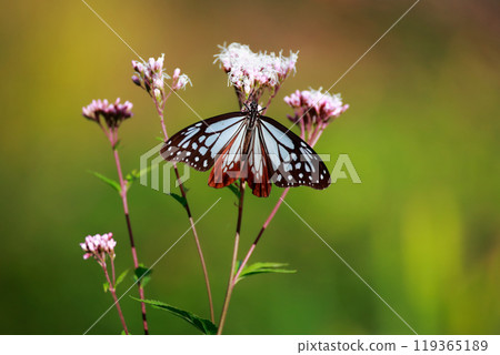 Asagi madara堅持富士Bakuma 119365189