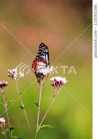 Asagi madara sticking to Fuji Bakuma Asagi madara sticking to Fuji Bakuma 119365200