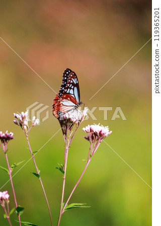 Asagi madara sticking to Fuji Bakuma Asagi madara sticking to Fuji Bakuma 119365201