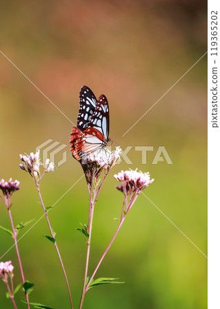 Asagi madara sticking to Fuji Bakuma 119365202