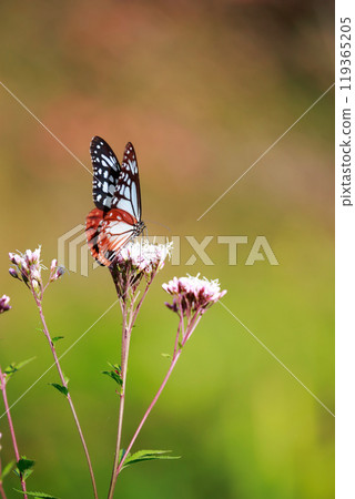 Asagi madara堅持富士Bakuma 119365205