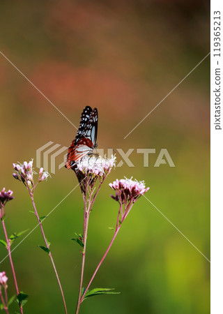 Asagi madara sticking to Fuji Bakuma 119365213