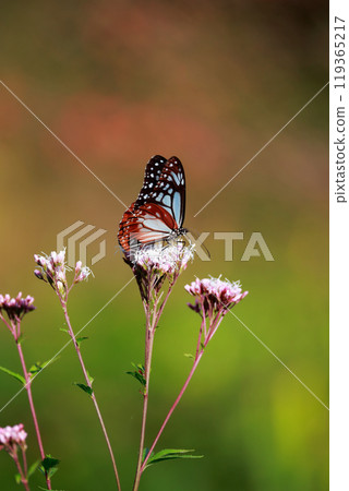 Asagi madara sticking to Fuji Bakuma 119365217