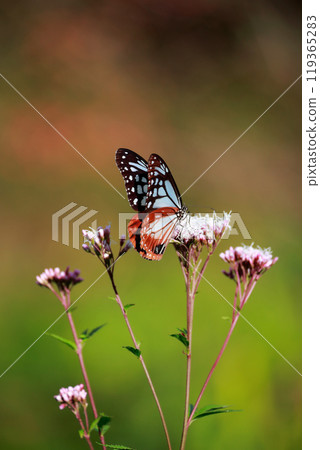 Asagi madara堅持富士Bakuma 119365283