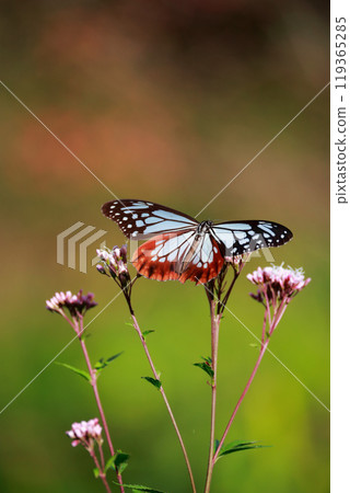 Asagi madara堅持富士Bakuma 119365285