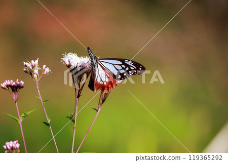 Asagi madara堅持富士Bakuma 119365292