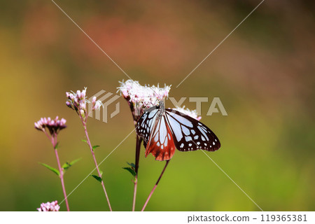 Asagi madara堅持富士Bakuma 119365381