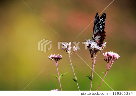 Asagi madara堅持富士Bakuma Asagi madara堅持富士Bakuma 119365384