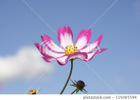 Bright and beautiful white-pink cosmos and white clouds close-up on blue sky background Bright and beautiful white-pink cosmos and white clouds close-up on blue sky background 119365594