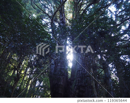 Takai no Senhonsugi Takai no Senhonsugi 119365644