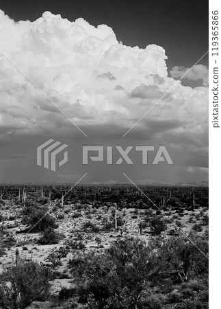 Black and White Sonora Desert Arizona 119365866