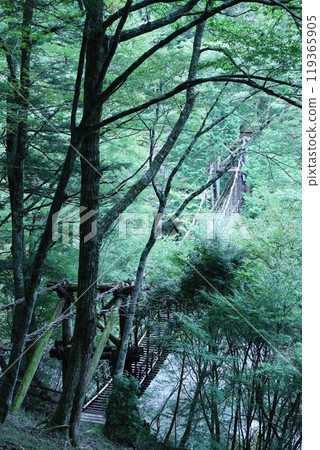 Okuiya, Kazura Bridge, Mountain Stream 119365905