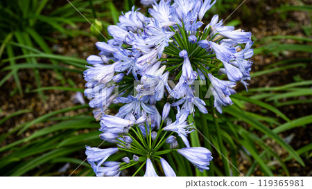  Agapanthus 119365981