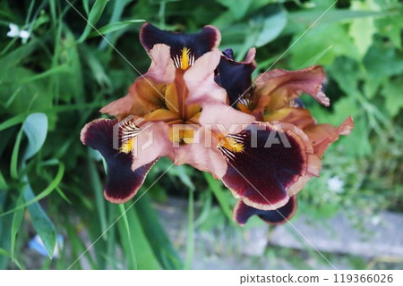 Beautiful and bright blooming iris flowers in the home garden in summer on green background 119366026