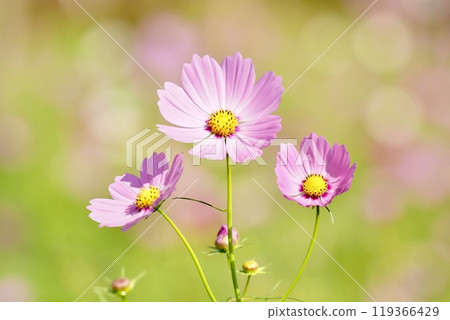 美麗綻放的亮粉色宇宙蓬鬆的花園背景特寫 119366429