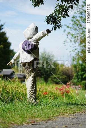 Scarecrow, red spider lilies and rice fields 119366528
