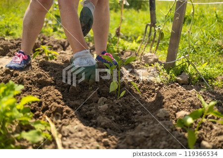 Hands of a farmer woman in gloves planting bell pepper in the garden 119366534