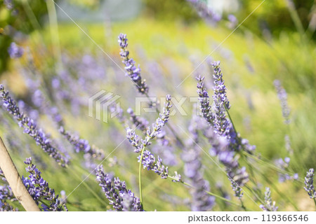 Seedlings lavender in pots ready for shipment. Nursery garden and sale of plants concept 119366546