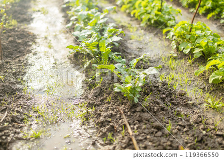 Wild arugula rocket salad greens growing in the garden Wild arugula rocket salad greens growing in the garden 119366550