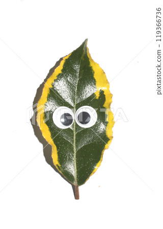 Funny Autumn Leaf Plant With Goggle Eyes on a White Background Funny Autumn Leaf Plant With Goggle Eyes on a White Background 119366736