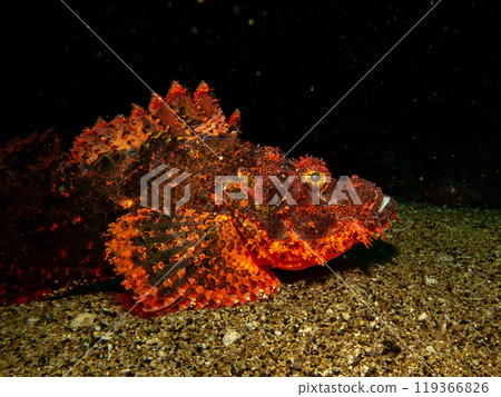 Papuan Scorpionfish, Scorpaenopsis papuensis, found at a coral reef in Puerto Galera, Philippines. Papuan Scorpionfish, Scorpaenopsis papuensis, found at a coral reef in Puerto Galera, Philippines. 119366826