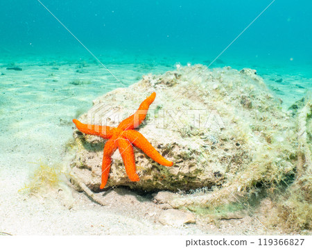 Orange Starfish on a rock seen on a scuba dive in the Mediterranean Sea. Beautiful turquoise water Orange Starfish on a rock seen on a scuba dive in the Mediterranean Sea. Beautiful turquoise water 119366827