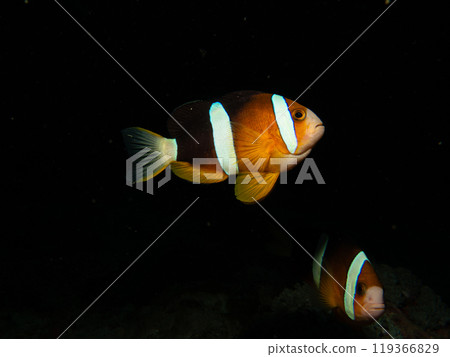 Clark's anemonefish, Amphiprion clarkii, against a dark background in Puerto Galera, Philippines 119366829