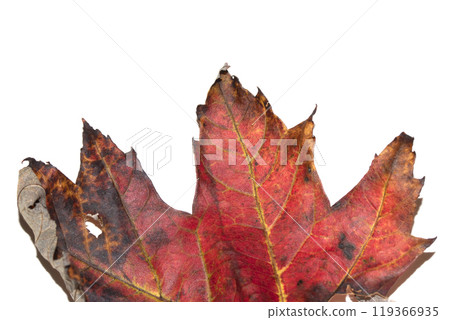 Close Up of an Autumn Acer Leaf on a White Background 119366935