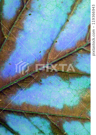 Abstract Close Up of and Autumn Leaf Veins in Blues For Background 119366943