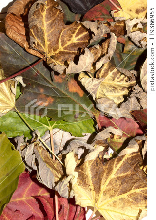Close Up of Fallen Leaves Acer and Beech on a White Background Close Up of Fallen Leaves Acer and Beech on a White Background 119366955