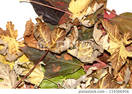 Close Up of Fallen Leaves Acer and Beech on a White Background 119366956