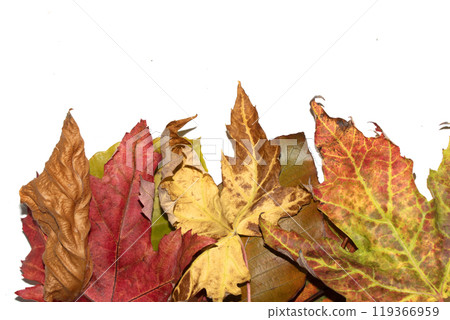 Close Up of Fallen Leaves Acer and Beech on a White Background Close Up of Fallen Leaves Acer and Beech on a White Background 119366959