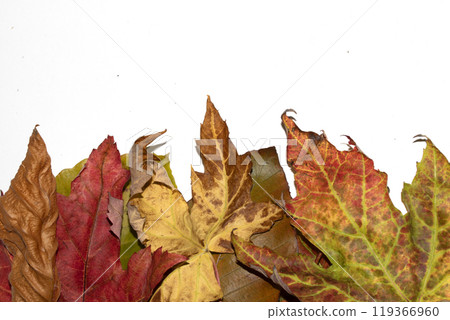 Close Up of Fallen Leaves Acer and Beech on a White Background Close Up of Fallen Leaves Acer and Beech on a White Background 119366960