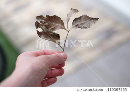 拿著乾樹葉的女人 拿著乾樹葉的女人 119367365