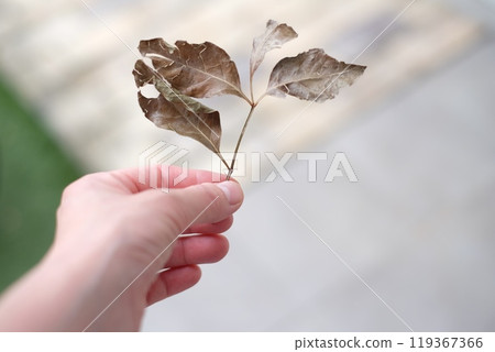 Woman grabbing dead leaves Woman grabbing dead leaves 119367366