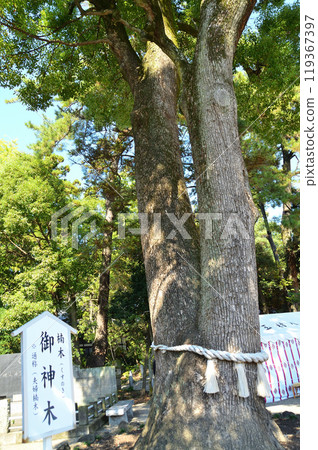 The sacred tree of Tamamura Hachimangu Shrine, a power spot in Tamamura Town, Gunma Prefecture The sacred tree of Tamamura Hachimangu Shrine, a power spot in Tamamura Town, Gunma Prefecture 119367397