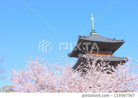 Scenery of cherry blossoms in full bloom and the five-storied pagoda of Yagotoyama Koshoji Temple, Nagoya City, Aichi Prefecture Scenery of cherry blossoms in full bloom and the five-storied pagoda of Yagotoyama Koshoji Temple, Nagoya City, Aichi Prefecture 119367567