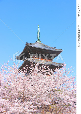Scenery of cherry blossoms in full bloom and the five-storied pagoda of Yagotoyama Koshoji Temple, Nagoya City, Aichi Prefecture Scenery of cherry blossoms in full bloom and the five-storied pagoda of Yagotoyama Koshoji Temple, Nagoya City, Aichi Prefecture 119367568