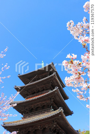 Scenery of cherry blossoms in full bloom and the five-storied pagoda of Yagotoyama Koshoji Temple, Nagoya City, Aichi Prefecture Scenery of cherry blossoms in full bloom and the five-storied pagoda of Yagotoyama Koshoji Temple, Nagoya City, Aichi Prefecture 119367570