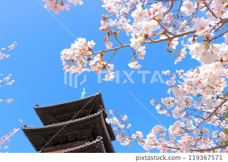 Scenery of cherry blossoms in full bloom and the five-storied pagoda of Yagotoyama Koshoji Temple, Nagoya City, Aichi Prefecture 119367571