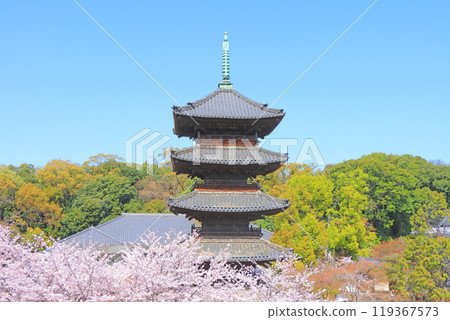 Scenery of cherry blossoms in full bloom and the five-storied pagoda of Yagotoyama Koshoji Temple, Nagoya City, Aichi Prefecture Scenery of cherry blossoms in full bloom and the five-storied pagoda of Yagotoyama Koshoji Temple, Nagoya City, Aichi Prefecture 119367573