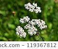 Wild flowers useful in medicine 119367812