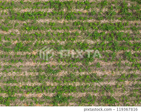 Plam tree in agriculture field 119367816